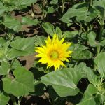 DSC03355.JPG