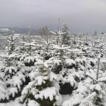 Christbäume Schnee.jpg